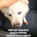 복실이 이미지