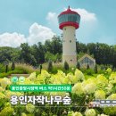햇살가득한약국 | 용인 여름 가볼만한곳 서울근교 여행 용인자작나무숲 꽃전시회와 대형카페 베툴라 후기