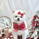 솜솜 애견미용 이미지