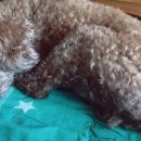 프로펫샵 이미지