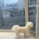 러브시티독 이미지