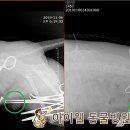 아이웰 동물의료센터 이미지