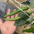 현국농장 이미지