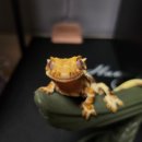 나래메디칼 | 망각의 동물 행복한 돼지가 되고싶은 나