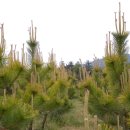 황금소나무농원 이미지