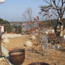 솜니움트리 이미지