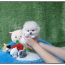 광주강아지분양 고양이분양 펫왕국 이미지