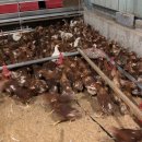 상림농장 이미지