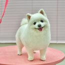 코코 반려견샵 이미지