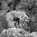 엄마와 아기곰 이미지