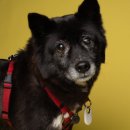 별빛쉼표 이미지