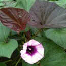 선우농장 이미지