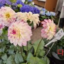 양재시장 이미지