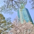 2023 서울 벚꽃 개화 시기 및 명소 이미지