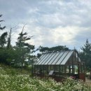 초록마을 남창점 | [천안 카페] 이숲: 6월의 노란 물결 금계국과 계란후라이 데이지와 함께하는 힐링 모먼트 🌼