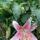 백합마트