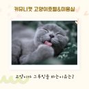커뮤니캣 고양이 호텔&미용실 이미지