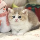 고양이집:고집 이미지