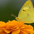 노랑나비 이미지