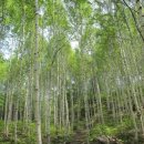 인제06-2 이미지