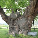 영풍 단촌리 느티나무 이미지