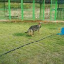 셰퍼트 분양 이미지