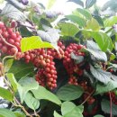 거창-북상-3 이미지