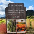 바보엄마칼국수 이미지