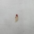 판교 행복한 동물병원 | 치과 치료 / 스케일링 / 발치 <판교행복한동물병원>