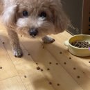 아르몽뜨 이미지