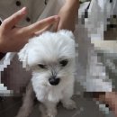 뉴스광고 | 프랑켄슈타인 더 뮤지컬 라이브 / 고도를 기다리며를 기다리며 후기들. 그리고 굿뉴스 전광판 광고💖📰
