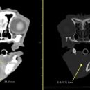 로얄동물암치료센터 이미지