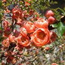 진도개패밀리 이미지