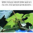 산머루 효능과..재배머루종류 이미지