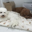 보리쌀롱 이미지