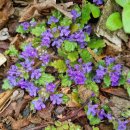 금장초등학교 이미지