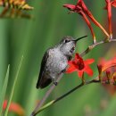 모모타코야끼 군산점 이미지