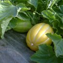 재미농장 이미지