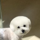 펫뷰티샵 페이보릿 이미지