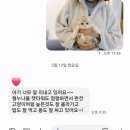 우석동물병원 | 마북동/구로/하남/용인/망포동/인덕원/계양 고사남 고양이 분양 후기에요