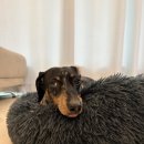 강아지미장원 이미지