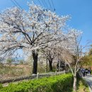 세븐일레븐 의왕레솔레파크점 | 의왕 왕송호수 벚꽃 명소 아이랑 레일바이크 산책 놀이터 추천