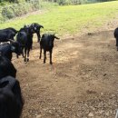 부자 흑염소농장 이미지