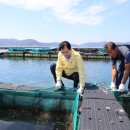 완도19호 이미지