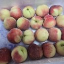 1325 | 260626 네이버 코어트렌드 노지 대극천 반납작복숭아 2kg 20과(특품) 26500원 (개당 1325원) 구입 후기