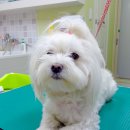 퍼피 투게더 이미지