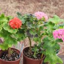 빛으로부터..(fr 이미지