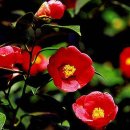 신흥동백나무군락 이미지