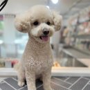 까까몽 애견미용실 이미지