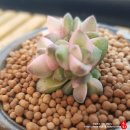 아랫기천 이미지